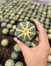 wholesale 20pc Astrophytum Asterias Variegate...