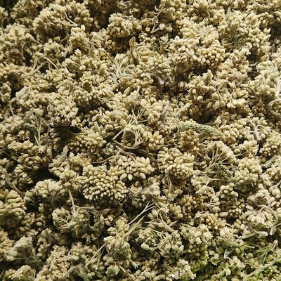 2.5OZ Dried Yarrow Flowers (Achillea Millefolium) Wild Harvest Wichita Mountains