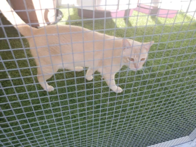 Abyssinian Cat Gumtree Cat And Dog Lovers