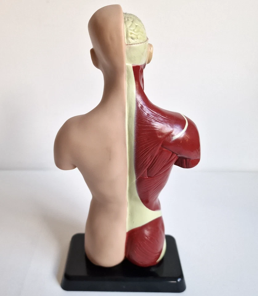 Edu-Toys Anatomisches Menschliches Torso-Körpermodell Anatomie 6 Organe Vintage - Bild 3 von 4