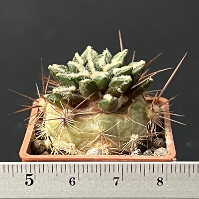 15-142. Cactus... BR. v. Hintonii x Kotschoubeyanus (Grafted)