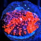 Corals of Eden ~  WYSIWYG Live Coral Frag ~ Pomegranate Chalice Coral — photo 5
