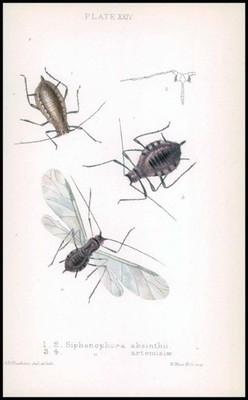 1881 Lithographie APHID Insekten Käfer SIPHONOPHORA ABSINTHII ARTEMISIAE (BA86)