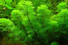 2 x cabomba aquatica plante aquarium facile