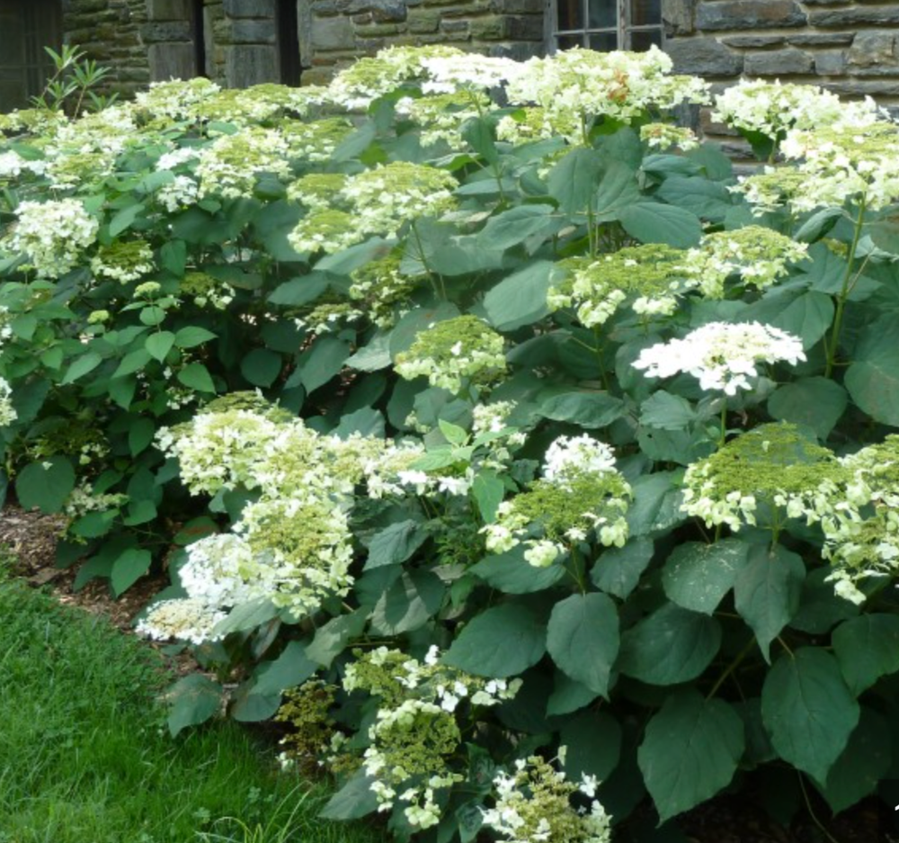 Hydrangea Haas Halo - Stunning pollinator-friendly native shrub for North American gardens