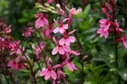 Cardinal Flower Winter Hardy Aquatic Marginal Pond/Bog Plant - Buy 2 Get 1 Free
