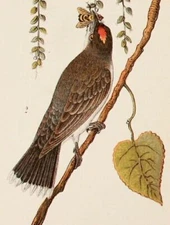 Audubon Bird Print 1890 Antique Original Lithograph 6X9 Tyrant Flycatcher