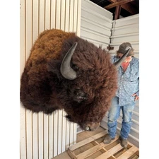 FHDAR346- Massive Buffalo Taxidermy Shoulder mount Bull
