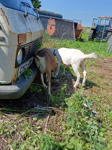 Mark 1 VW LT28 Van Spares or Repair C Reg 1986 2.4l Petrol Classic van - Picture 2 of 9