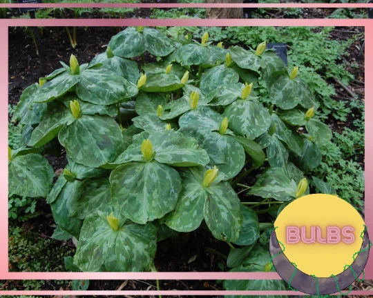 Yellow Trillium, Trillium luteum, 10 Bulbs