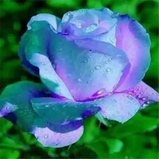 20 SEEDS for Light Blue/Violet RARE Rose tea flower Bush exotic plant USA Seller