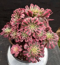 Imported Succulent live plant Rare Succulent Home decor plant Pink Zwarkin #1