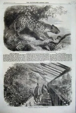 Old Antique Print 1860 Show Camellias Nursery African Leopard Zoological 19th