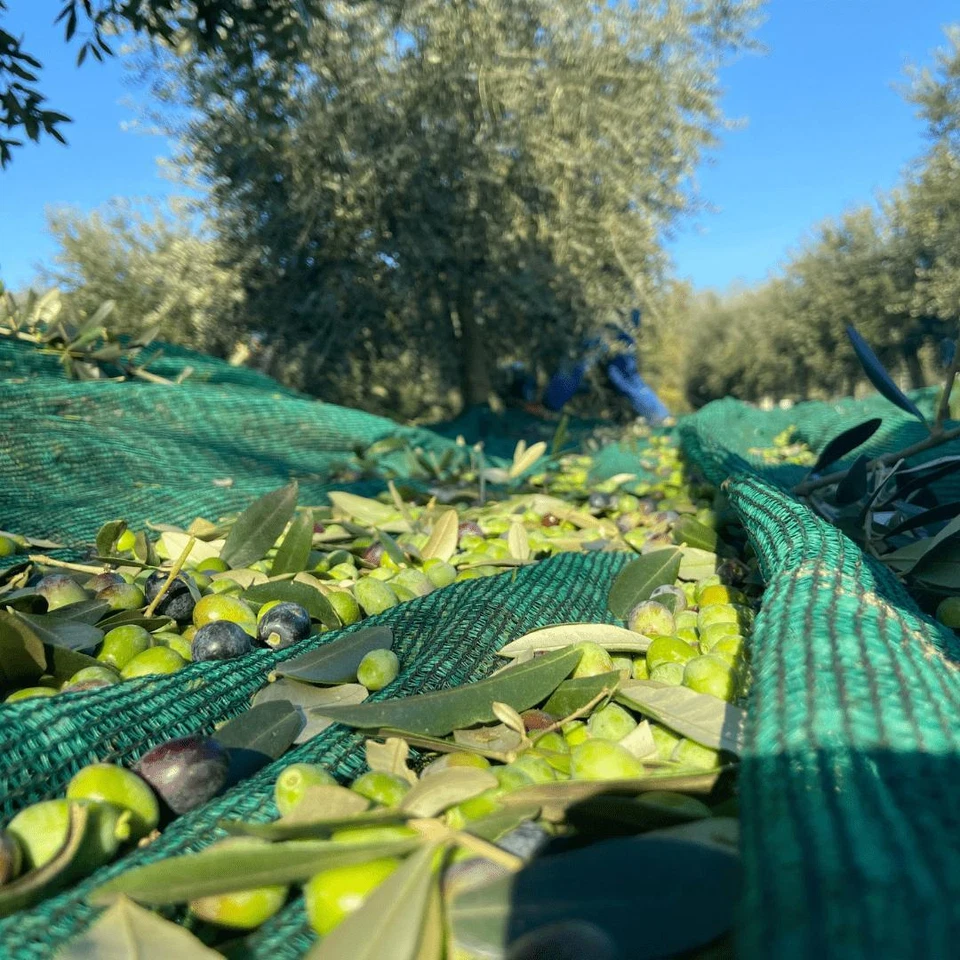 Telo Rete Antispina per raccolta Olive 85/90gr mq con Angoli Rinforzati e anelli - Immagine 3 di 4