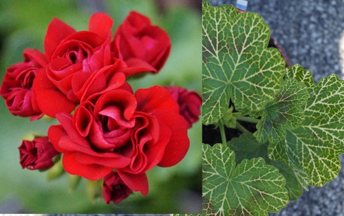 Pelargonie Steckling UNBEWURZELT Bornholm Rosebud Geranie