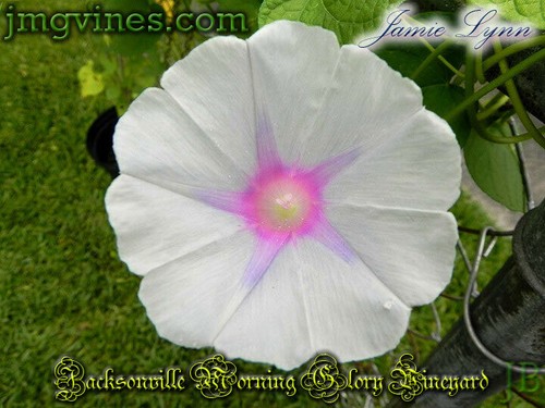 Jamie Lynn Ipomoea Purpurea Morning Glory 10 Qty - Picture 3 of 6