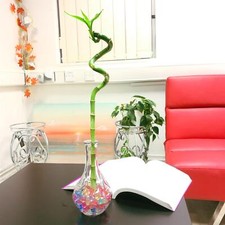 Spiral Lucky Bamboo Ribbon Plant Grown @ Crystal Water Ball Vase House Feng Shui