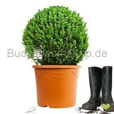Buchsbaum Kugel 40+ cm o. Topf – getopft – 12L – Fachqualität statt Massenware