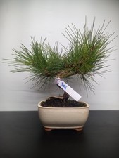 Bonsai di Pino Nero  - thu4