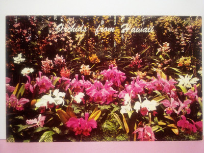 Orchids from Hawaii flower plant 