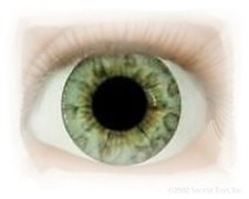 Real Eyes Ocean Green Full Round 22mm  REBORN DOLL SUPPLIES