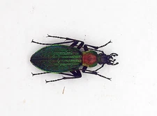Carabidae- Carabus (Megadontus) Korebei Kuniakii (MorF)- Hokkaido, Japan - Rare 