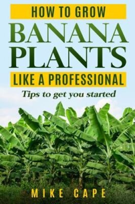 How to grow Banana Plants like a Professional: Beginner's guide and tips to get