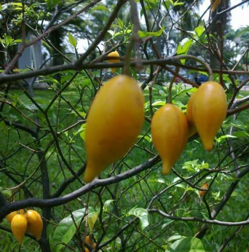 Tabernanthe iboga - Very Rare - 5 VERY FRESH SEEDS - Photo 1/10