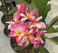 Adorable (Thai) 1 Tip Plumeria Cutting