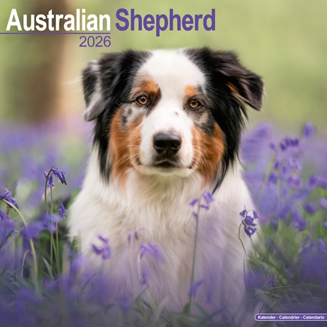 Australian Shepherd Calendar 2026  Square Dog Breed Wall Calendar  16  CALENDAR