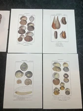 Set of 4 mollusk shell print reproductions unframed made in Italy + 1 bonus owl