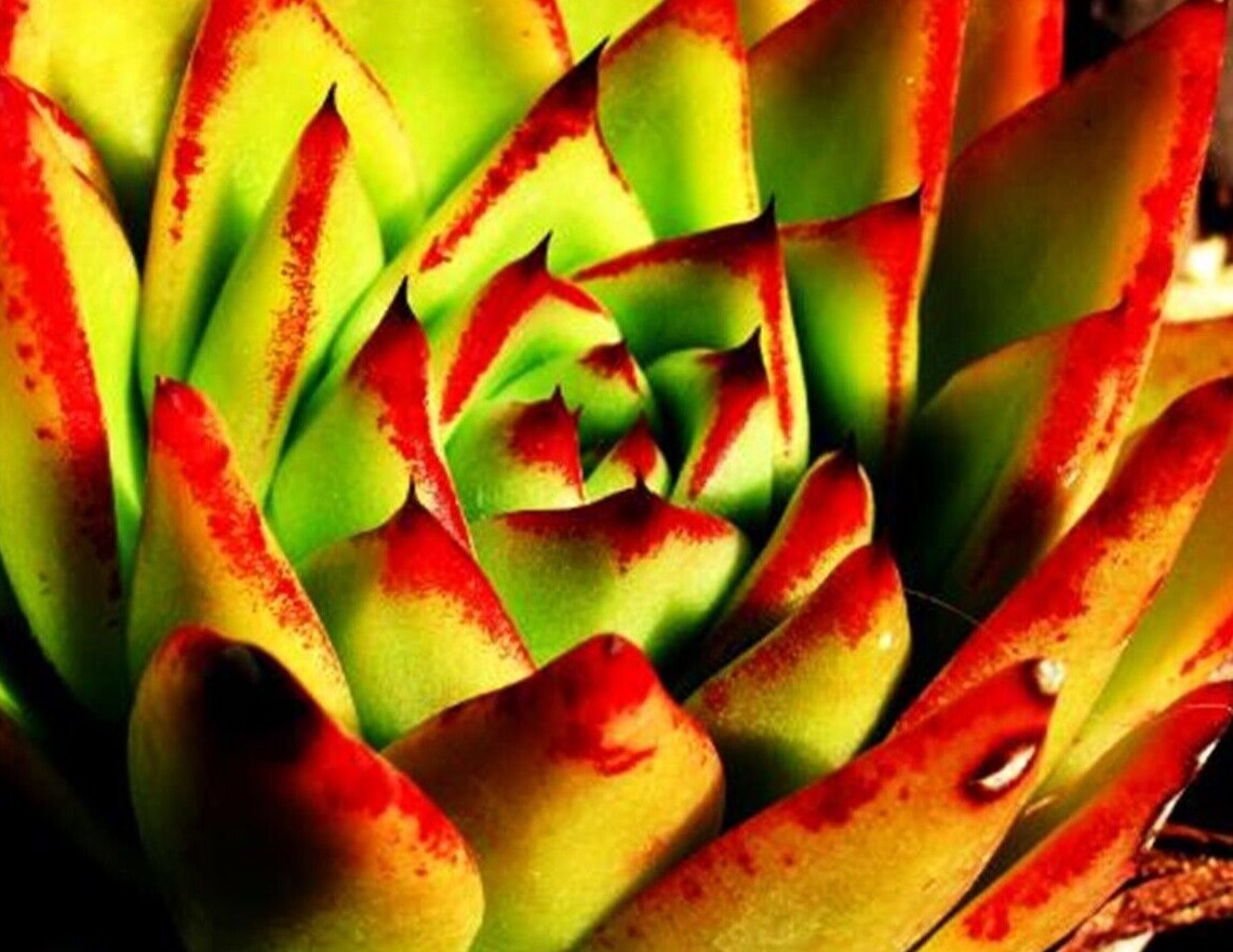 Echeveria Red Tip Orion Hercules Black Prince Succulent Plants | eBay