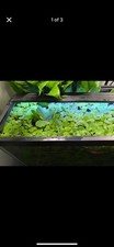 Water Lettuce Plants - 10 Plants For 15