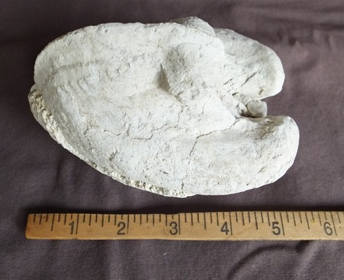 LARGE BANDERA COUNTY TEXAS DUG CRETACEOUS BIVALVE TEXAS HEART FOSSIL