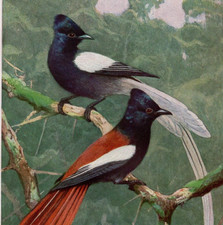 Paradise Flycatchers with Streaming Tails 1911 Antique Chromolithograph Print