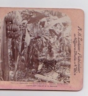 Getting Bananas Ready for Market Stereoview N.H. Zahner 1900s Puerto Rico
