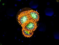 WWC ASTRAL SHIFT ZOA - WYSIWYG - LIVE CORAL - Frag - LPS ZOAS
