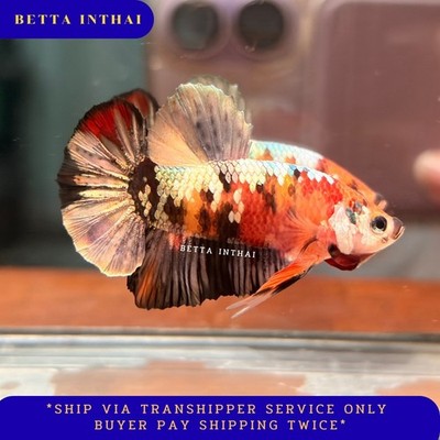 Koi NemoCopper HMPK Betta Male - Beautiful Fish from Thailand J244