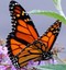 monarch1972