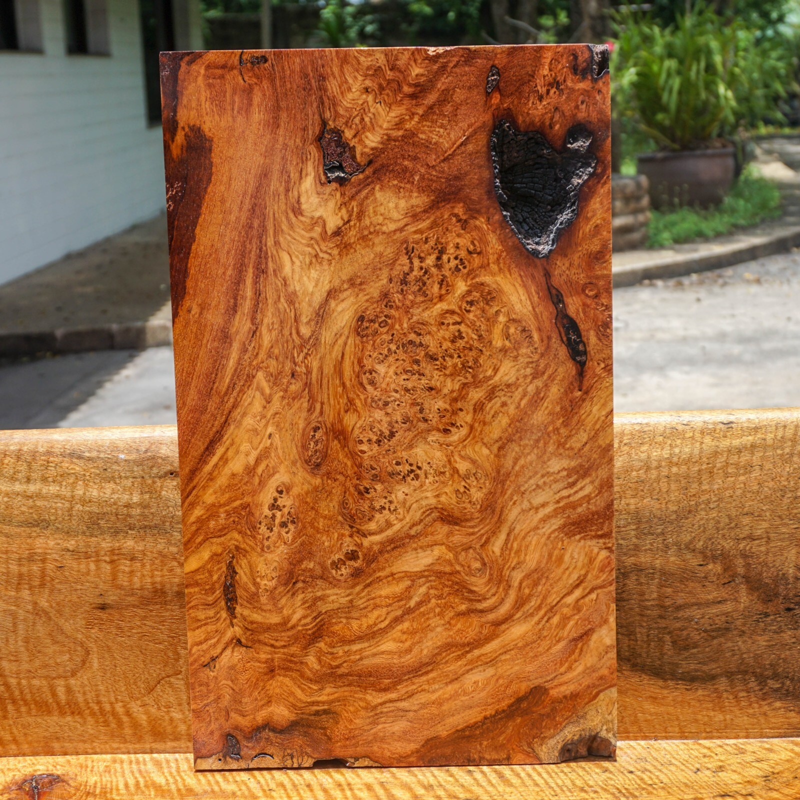Exotic Amboyna Burl Wood Block for DIY Epoxy Resin Gun Knife Grips Pens-image