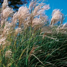 120+ MISCANTHUS NEW HYBRIDS ORNAMENTAL GRASSES FLOWER SEEDS / PERENNIAL / TALL