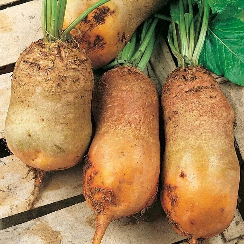 VALEYRAC EXOTICS Lit manquant - Fourrage Betterave Jaune d'Eckendorf - Racine manquante - 50+ ...