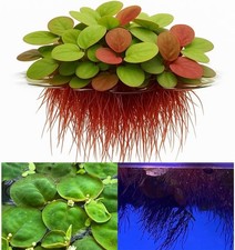 Live Aquarium 10 plus Red Root Floater Plants Phyllanthus fluitans Pond