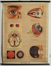 Vintage 1950s HUMAN EYE Mid-Century 46x36 DOCTOR'S MEDICAL CHART Poster FREESHIP
