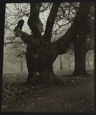 Foto BAUMSTUDIE NR2 UM 1912 EDWARDIANER magische Laternendia LONDON GREENWICH PARK