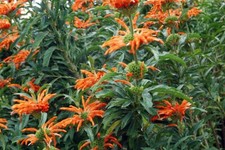 LEONOTIS LEONURUS - 20 x seeds - semi-hardy, exotic tropical flowers