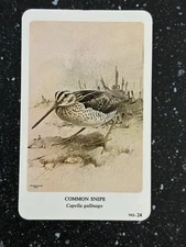 General Cigar Co Northern Birds by Fenwick Lansdowne Card 24 Common Snipe