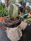 Stenocereus pruinosus, commonly known as the Gray Ghost Organ Pipe — photo 2