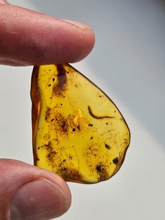 IK034 nordischer Bernstein mit Inklusen PFLANZE Original
