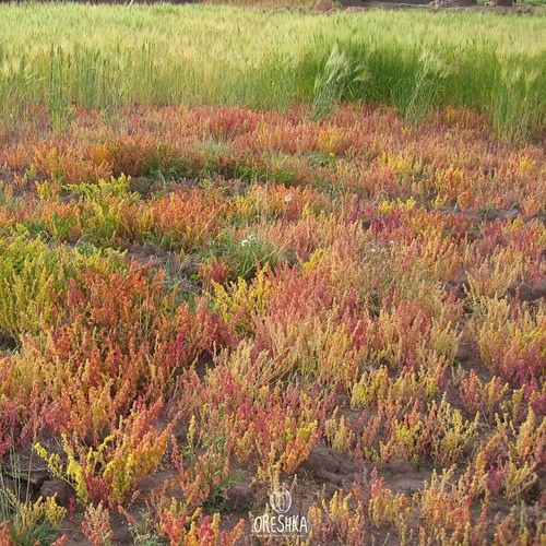 Canihua (Chenopodium pallidicaule, kaniwa) 100+ / 1000+ / 10000+ piezas semillas frescas - Imagen 7 de 8